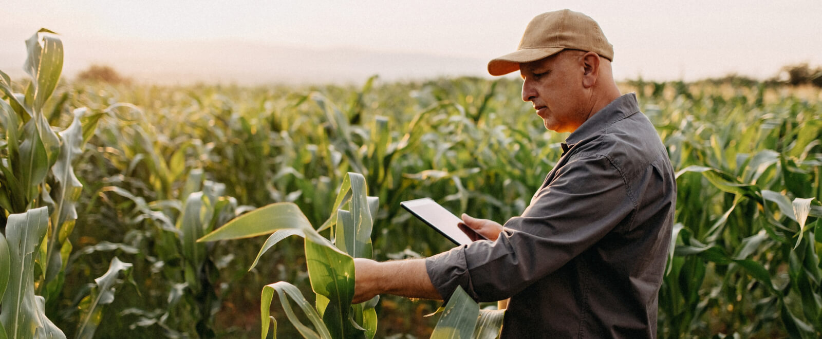 A farmer standing in a field of crops and holding a tablet